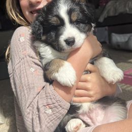 Tubs aka Maverick - Black tri male Toy Australian Shepherd puppy in Raymore, Missouri from Kagarice Family