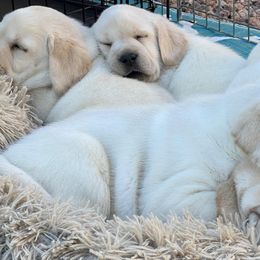 Labrador Retrievers from FreshwaterLabs