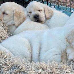 Labrador Retrievers from FreshwaterLabs