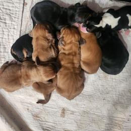 Female black and tan - Black and brown female Basset Hound puppy in Oviedo, Florida from Boss Farms