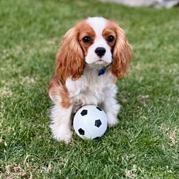 ISIDOR Von Ana Tasi - Blenheim male Cavalier King Charles Spaniel puppy in Draper, Utah from Peaks Pups & Cavachon Love Chocolate Cavaliers, Cavaliers, Cavachon’s, Cavapoos & Havanese