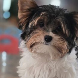 Yorkshire Terriers from Granny's yorkshire Terrier Modesto California