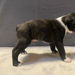 Boston Terrier Puppies from Misty Mountain Boston Terriers