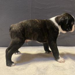 Boston Terrier Puppies from Misty Mountain Boston Terriers