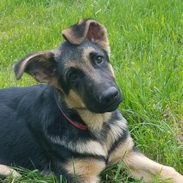 German Shepherd Puppies from Casamoko German Shepherds