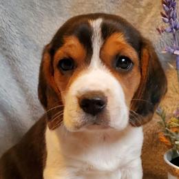 Beagles from Fox Creek Beagles