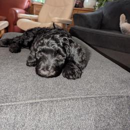 Midnight - Black female Goldendoodle puppy in Vinton, Iowa from Doodles to Love