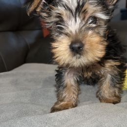 Boy 3 - Yorkshire Terrier puppy in Baltimore, Maryland from Little Champions
