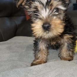 Boy 3 - Yorkshire Terrier puppy in Baltimore, Maryland from Little Champions