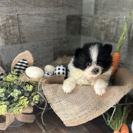 Pomeranian and Poodle Puppies from Briar Creek Buddies