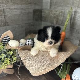 Pomeranian and Poodle Puppies from Briar Creek Buddies