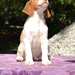 Brittany Puppies from Labyrinth Brittanys