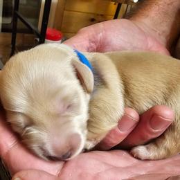 Blue collar male - Cream male Dachshund puppy in Trade, Tennessee from TN Miniature Dachshunds & Basset Hounds
