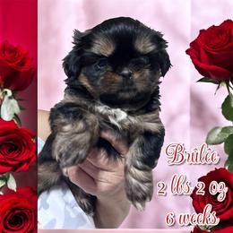 Brûlée - Black and tan female Shih Tzu puppy in Sacramento, California from NANA’S  QUALITY SHIH TZU'S