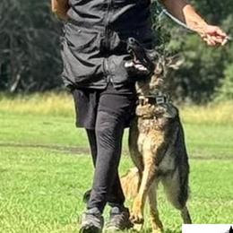 German Shepherds and Yorkshire Terriers from CISCOK9