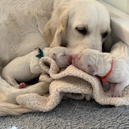 Orange - Light golden male Golden Retriever puppy in Fresno, California from Sanctuary Ranch Goldens