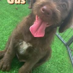 Double Doodle Puppies from Magnolia & Finn Doodles