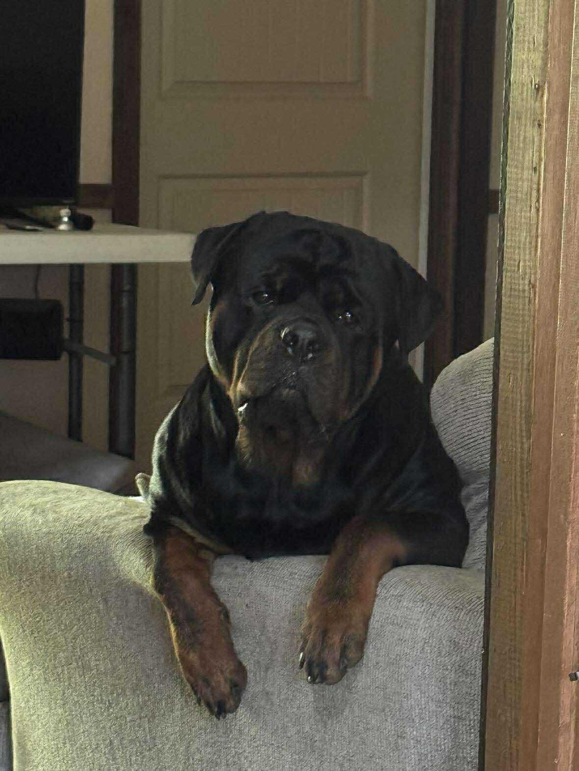 Irish Eyes Kennels in Iowa | Rottweiler puppies | Good Dog