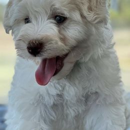 Miniature Schnauzers from Riley Unleashed
