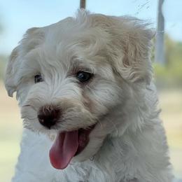 Miniature Schnauzers from Riley Unleashed