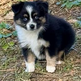 Squishy - Black tri female Toy Australian Shepherd puppy in Blacksburg, South Carolina from Blue’s Family Aussies