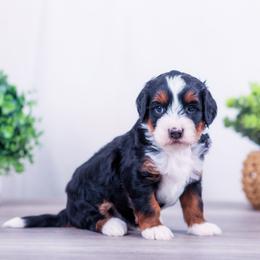 Boy 3 - male Bernedoodle puppy in Arthur, Illinois from Central Illinois Bernedoodles