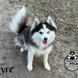 Feyre - Pomsky