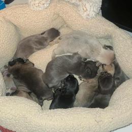 French Bulldog puppies from Kristy's French Bulldogs & Mini Schnauzers
