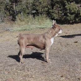 Abby - Boston Terrier