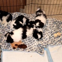 Shih Tzu Puppies from Adams Pawsitive Pawfection