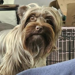 Java - Yorkshire Terrier