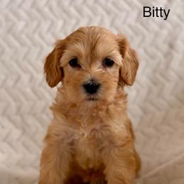 Bitty - Cream female Australian Labradoodle puppy in Londonderry, New Hampshire from Granite State Labradoodles