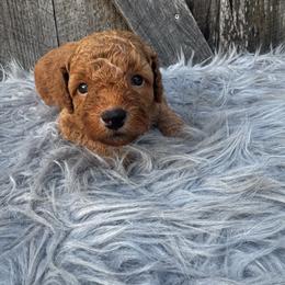 Orange collar - Red  male Poodle puppy in Fredericktown, Missouri from Ellie & Co. Doodles and Poodles