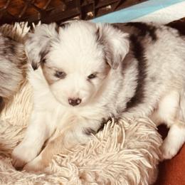 Crissey - Blue merle female Miniature Australian Shepherd puppy in Madisonville, Texas from Diamond R Aussies