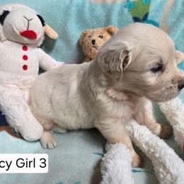 Lucy Girl 3 - Light golden female Golden Retriever puppy in Niles, Michigan from Composer Goldens