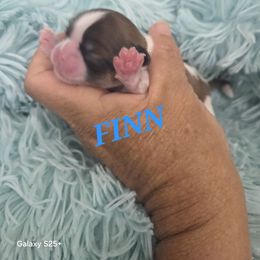 Finn - Red and white male Shih Tzu puppy in Florida from 1st Passion Shih Tzus