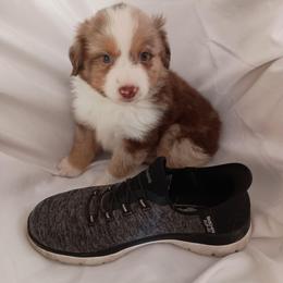 Sunny - Red merle male Toy Australian Shepherd puppy in Fort White, Florida from Triple-s-kennel
