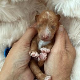 Green - Red  male Poodle puppy in Saginaw, Texas from Pawcious Poodles