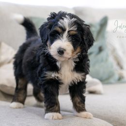 Mr. Goodbar Well Socialized - Tri-color male Bernedoodle puppy in Eureka, Illinois from Joley Aire Family Dogs