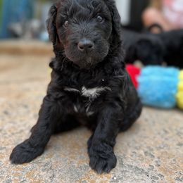 Aussiedoodle Puppies from Beachside Aussiedoodles