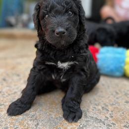 Aussiedoodle Puppies from Beachside Aussiedoodles