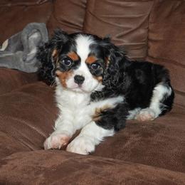 Roscoe - Tri-color male Cavalier King Charles Spaniel puppy in Pleasant City, Ohio from cywood's ohio cavaliers