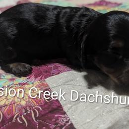 Boy 2 - Black and tan male Dachshund puppy in Winchester, Idaho from Mission Creek Dachshunds
