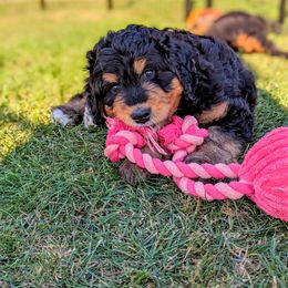 Bernedoodle Puppies from Rafter 58 Bernedoodles