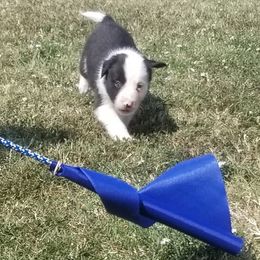 Border Collie Puppies from Bond Border Collies