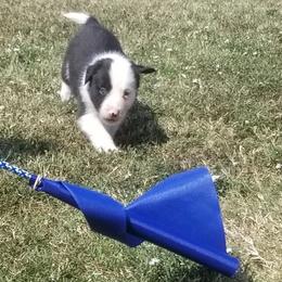 Border Collie Puppies from Bond Border Collies