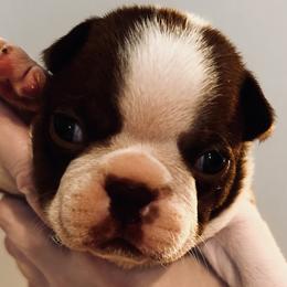 Bootsie dot boy - Red male Boston Terrier puppy in Yakima, Washington from Barnett’s AKC Boston Terriers