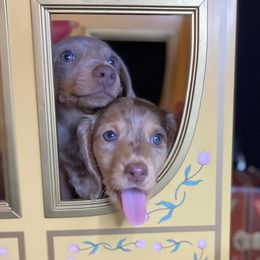 Dachshunds from Mallard's Miniature Dachshunds