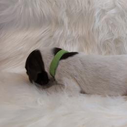 Green - Liver roan male German Shorthaired Pointer puppy in Highland, Illinois from Big Daves Bird Dogs LLC,  BDBD