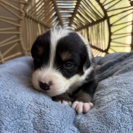 Charlie - Black tri-color male Australian Shepherd puppy in Grants Pass, Oregon from Carmel Mountain Aussies